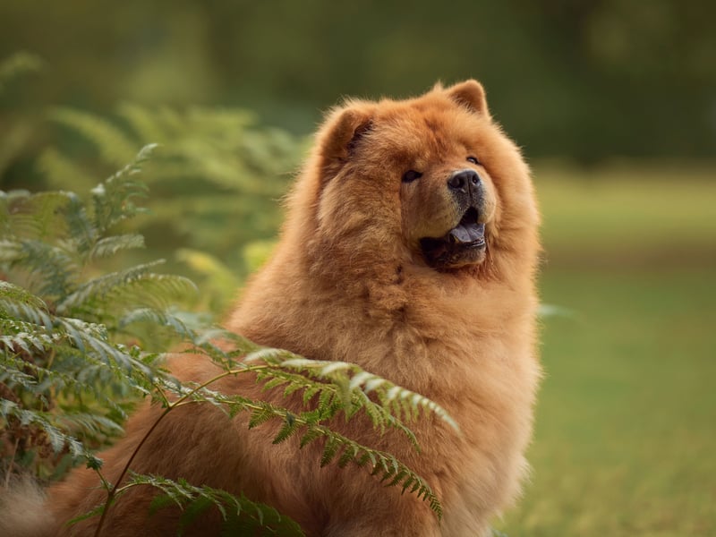 The Chow Chow may not have a bite as powerful as the lions they resemble, but at 220 psi they are still one of the strongest in the canine world. 
