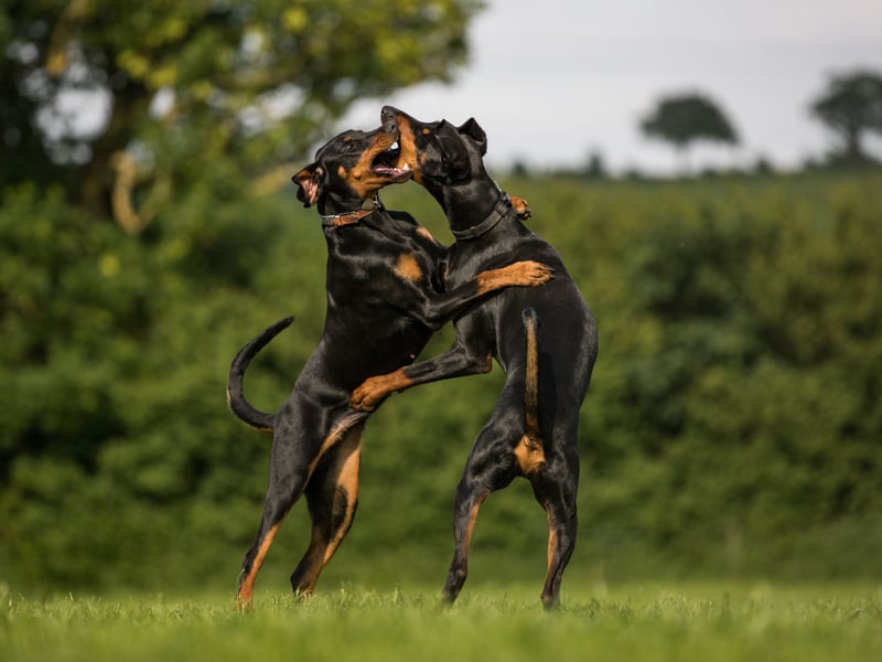 The Dobermann has a bite force for this dog is 229 psi and makes a great watch dog - although they are a breed best avoided by families with young children.
