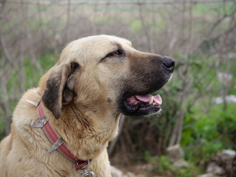 The Kangal has the strongest bite of any breed of dog - a hefty 734 psi. This makes them particularly good at guarding livestock from predators in their native Turkey, but the breed is also known to be a great family dog if properly trained, getting on particularly well with children.