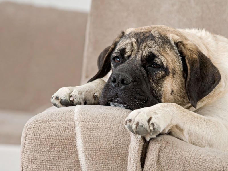 The Mastiff's (also known as the English Mastiff) impressive 552 psi bite has been used to great effect over the years in everything from guarding villages to hunting wolves. Now they are more often gentle giants used as family dogs.
