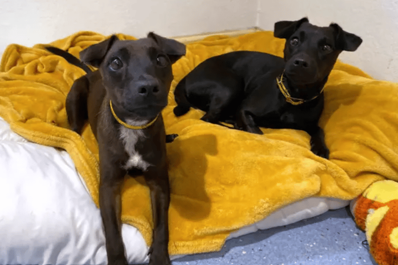 These 19 adorable Dogs Trust canines are looking for forever homes in ...