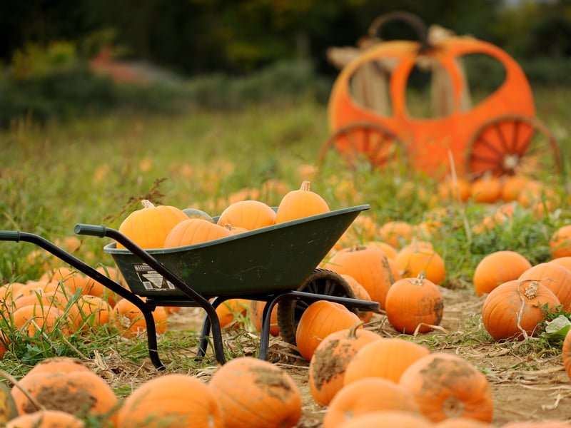 Rogate Pumpkin Patch in Rogate near Petersfield, has celebrated its opening weekend.


Picture: Sarah Standing (181025-5728)