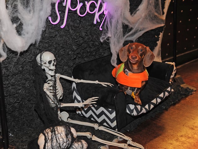 Milo on the spooky sofa.