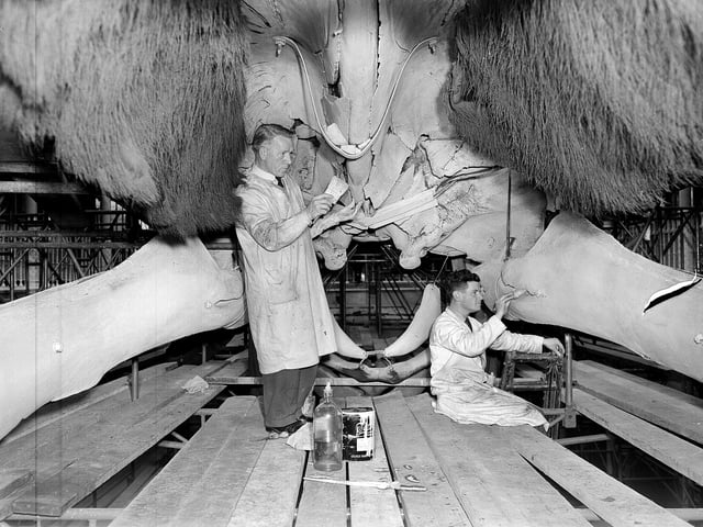 Two workers at the Royal Scottish Museum clean a whale skeleton using paintbrushes.
