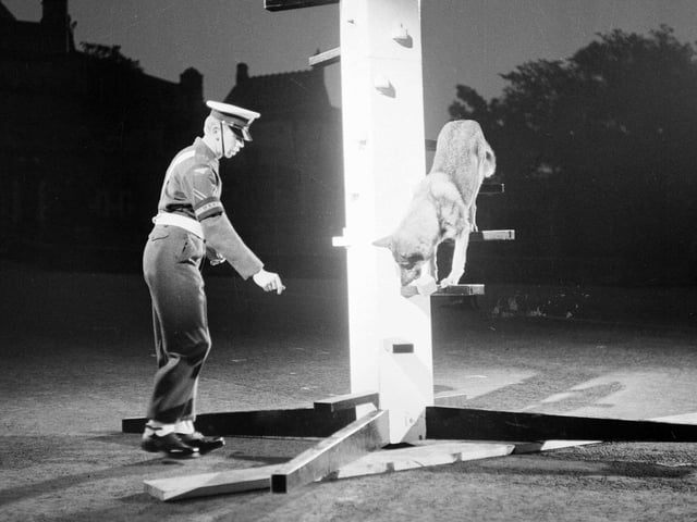 An RAF Police dog obeys his master during a demonstration of obedience  during the Edinburgh Tattoo 1964.