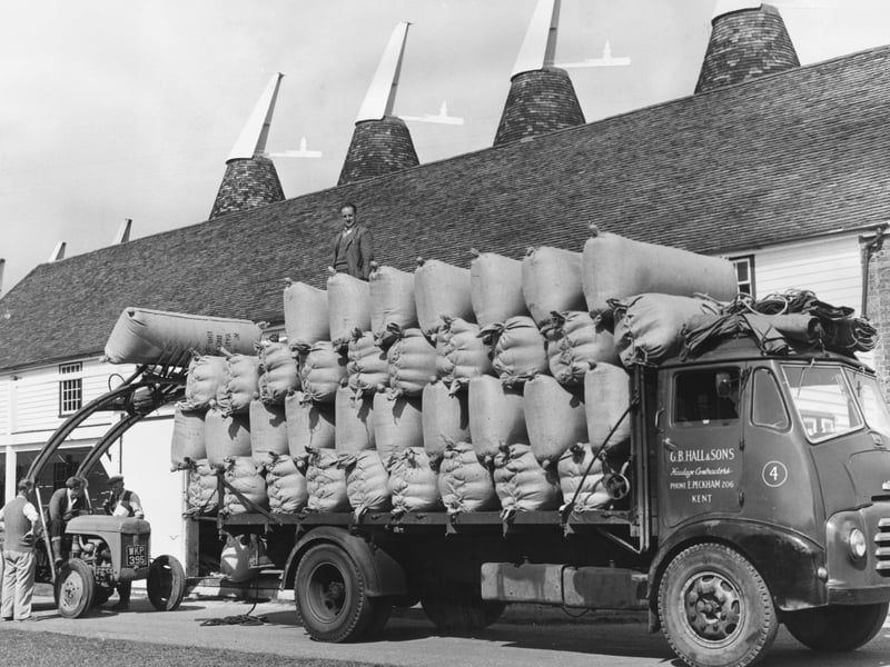 Hops are loaded onto a lorry at Whitbread's Farm in Kent for transportation to the brewery in September 1962