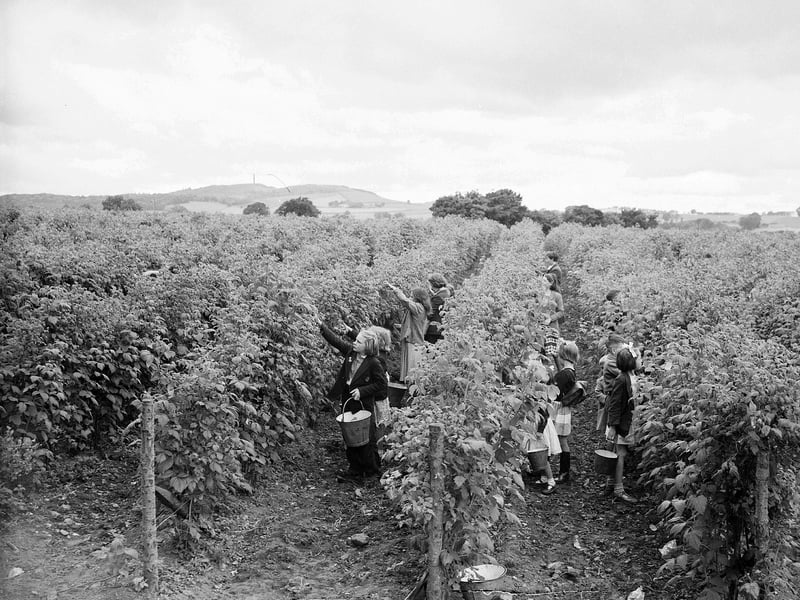 Children picking berries at Gilliesfaulds Fruit Farm, near Cupar.