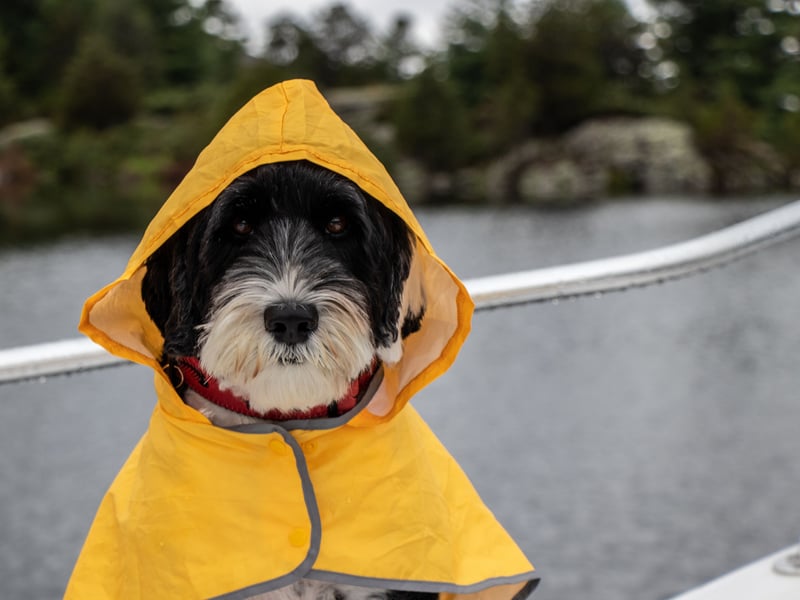 Given the weather in Scotland it's perhaps no surprise that it was a Scot who invented the Mackintosh raincoat, providing proper protection from the elements for the first time. It was dreamed up by Glaswegian Charles Macintosh (the spelling of his invention oddly doesn't follow his name) whose experiments led to the invention of waterproof rubberised fabric.