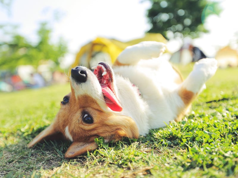 Obedient and loyal, but with an independent streak that means they aren't overly needy, Pembrokeshire Welsh Corgis are particularly good companion dogs for nursing home residents and people with disabilities. They'll stick to their owners like glue, always at their fet to provide support when needed.
