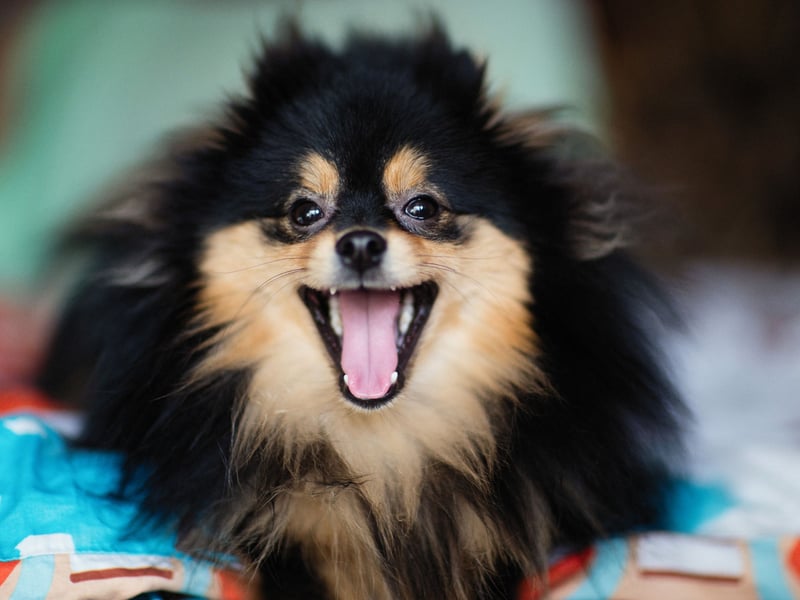 They may be small, but the Pomeranian still has a big heart, providing constant affection, warmth, and a cheerful presence that helps ease their beloved owner's stress levels.