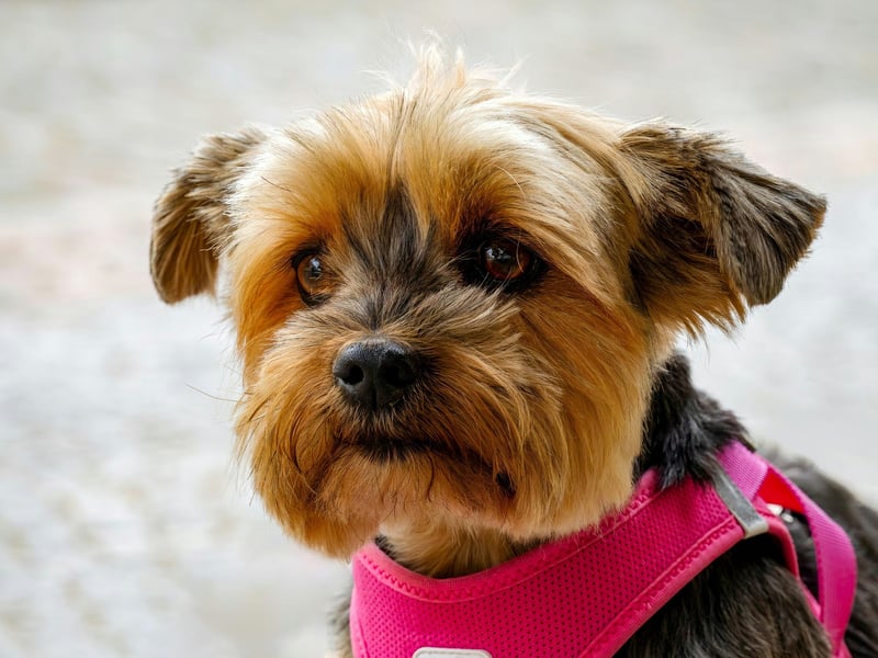 Smaller dogs have the advantage of being capable of being carried around, so you can take them more places with you. The Yorkshire Terrier loves being with you at all times and is a great calming influence when things get stressful. 