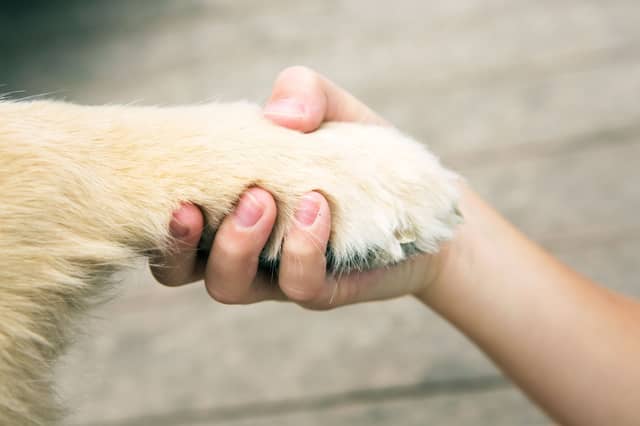 Dogs can be good for your mental health - and that's been proven.