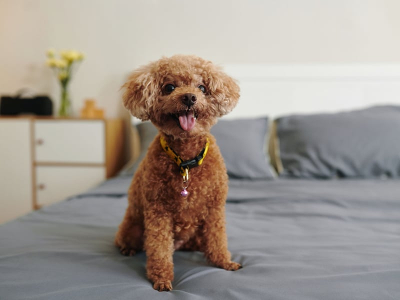 Whatever size you choose (toy, miniature or standard) Poodles are highly intelligent, easy to train, and hypoallergenic - so there's no sneezing due to piles of dog hair. Their calm and social temperament means that they tend to form deep emotional bonds with their owners- making them feel stable and loved. Anything but anxious.