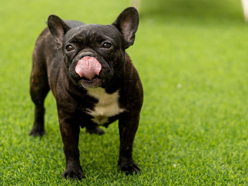 The French Bulldog just loves people and wants to be as close to them as possible. This craving for a physical connection also expends to a mental connection - that means you'd be forgiven for thinking they're psychic when it comes to their adored owner.