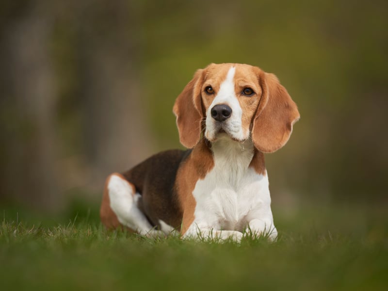 The Beagle's unquestioning affectionate nature makes the breed one of the most versatile emotional support animals. Equally happy running around outside with their owners or snuggling up inside, they are loyal, affectionate and always there for you. 