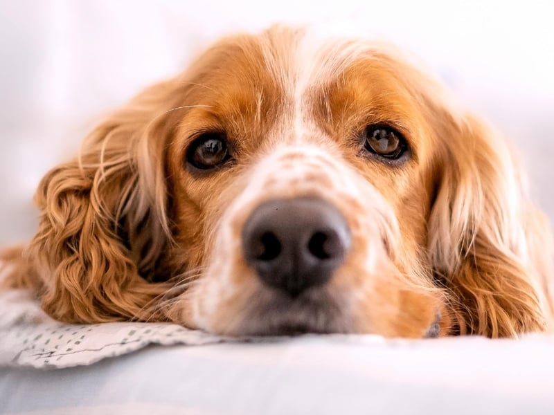 Particularly suitable to help youngsters suffering from anxiety, the Cocker Spaniel is a sweet and consistant companion whose confidence is infectious.