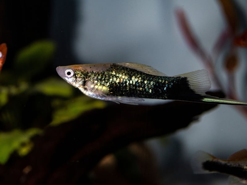 Swordtails are easy-going fish with an elongated tail resembling a sword - but it's never used for violence. Another fish that likes plenty of vegetation, the males are only occasionally territorial and otherwise this is a very friendly fish. 