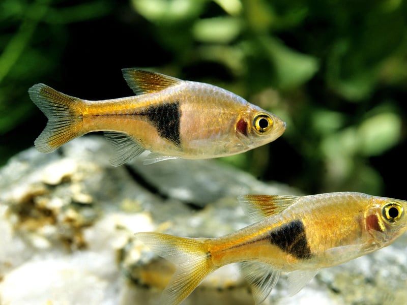 Harlequin rasboras are known for their distinctive orange bodies with black triangular markings and have been kept in aquariums for over a century. They are another schooling fish that are happiest in groups of six or more and are the perfect hardy fish for beginners. Their peaceful nature allows them to coexist with a wide range of community fish. 
