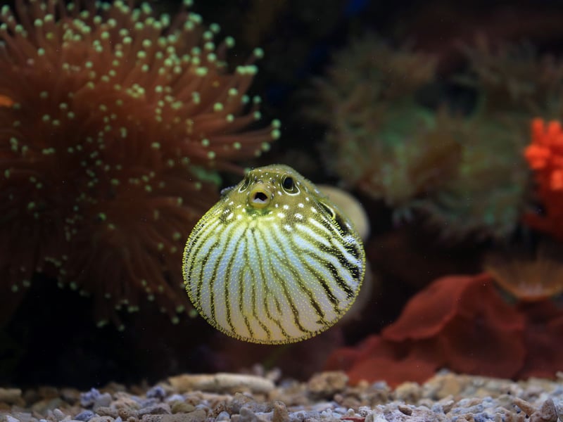 The Pea, or Dwarf, Puffer is one of numerous species of Puffer Fish - and one particularly popular with aquarium owners. Some are tremendously toxic and all tend to display aggression to tank-buddies. Keep them away from other fish though and they make fascinating pets.