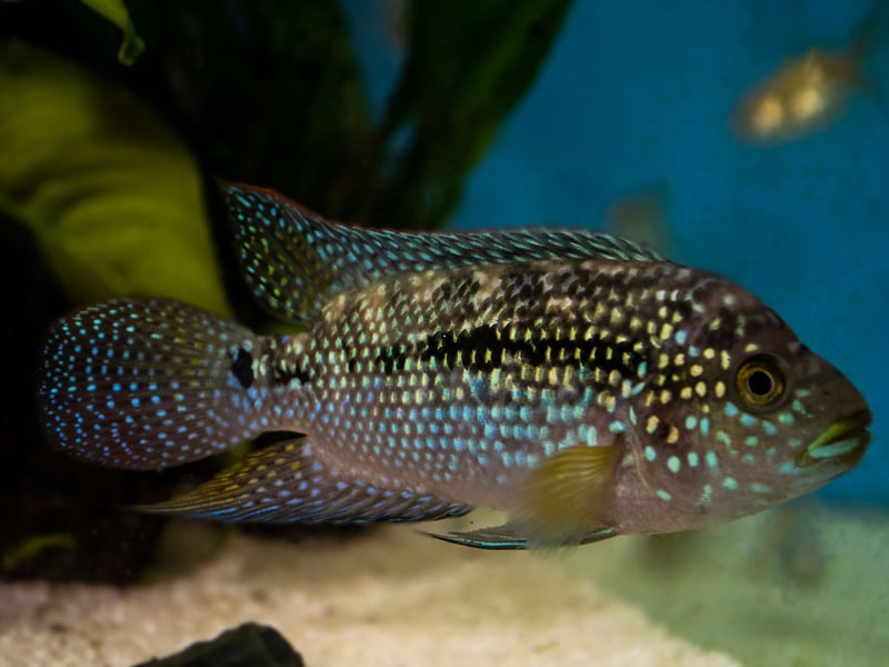 Originally from Central American countries like Mexico and Honduras, the Jack Dempsey Fish is named after a famous 1920s boxer thanks to its fearsome face and aggressive nature. Best kept alone in a tank, it's also important to provide them with somewhere to hide away. 