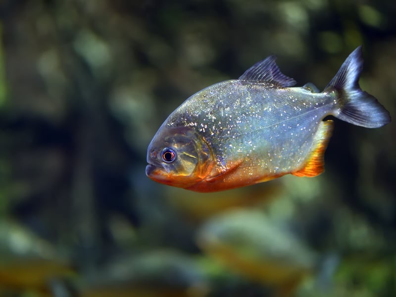 No we're moving onto the fish that are nightmare neighbours for the more friendly aquatic chums. In news that will surprise nobody, the notorious Piranha isn't the sort of fish that mixes well with others. There are a number of different species which grow to different sizes, but all of them have razor-sharp teeth meaning you should also be careful where you put your fingers.