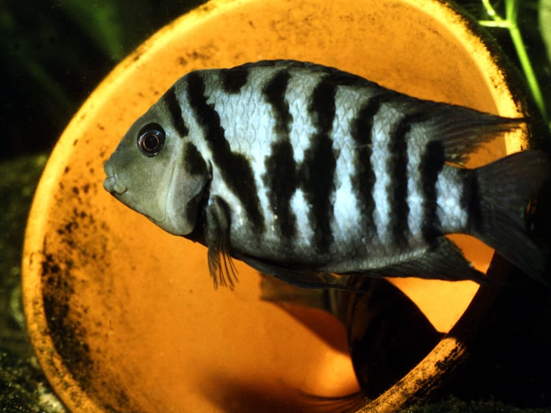 Despite their (relatively) small size, Convict Cichlids are fierce fighters wheo become super-aggressive during breeding - often attacking much larger fish. Their relentless territorial defense mechanism makes them unsuitable for peaceful community tanks. 