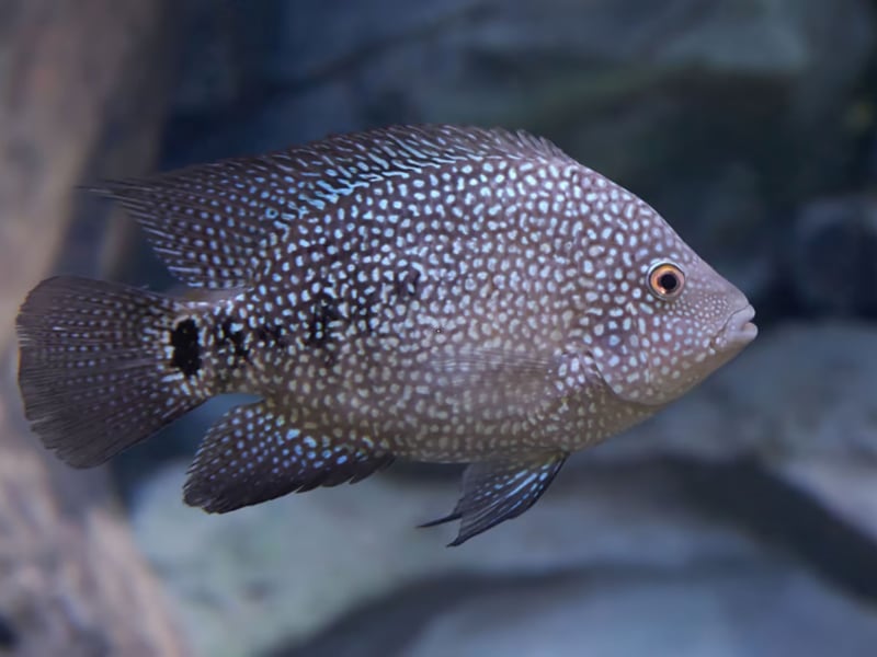 The Texas Cichlid is aggressive, territorial, and intolerant of most tankmates - this is a creature not in the market for making fishy-friends. It often attacks competely indiscriminately and without warning, especially when it has breeding on its mind. Its strength and persistence make it difficult to manage in mixed setups. 