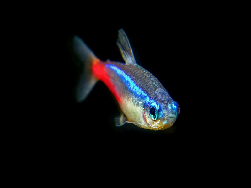 We are starting with the non-aggressive fish happy to share a tank with myriad finned friends. Neon Tetras are one of the world's most popular tropical fish, with the small, schooling fish known for their striking blue and red stripes. It's best to keep at least six so they have a group of buddies to swim around with. This is a fish that doesn't have an aggressive scale on its beautiful body. 