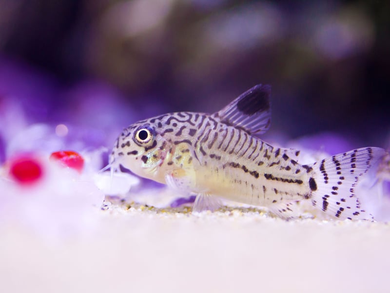 Perfect to give you a helping hand with cleaning your aquarium, the Corydoras Catfish are bottom-dwelling fish that hoover up any leftover food. They prefer to be kept in groups of at least six and are extremely peaceful. Orinally from South America, they can defend themselves in a fight, thanks to their body armor topped by sharp spines.