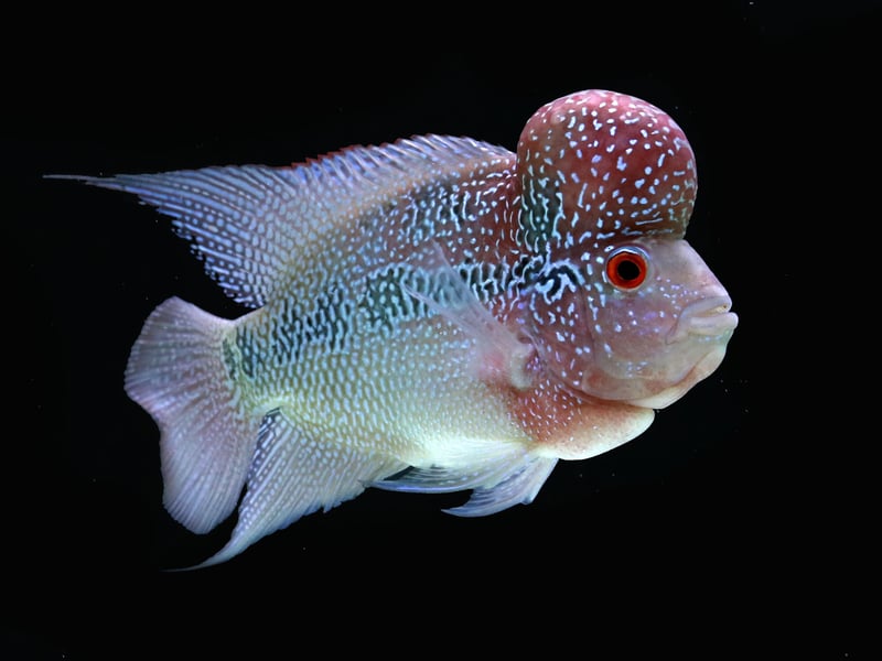 Originally from Southeast Asia, the Flowerhorn Cichlid is a stunning fish but its aggressive and territorial nature means they aren't suitable for community tanks. These are fish best kept on their own or with perhaps one other similarly-sized fish of the same species. Luckily they are so beautiful you might not want any other fish.