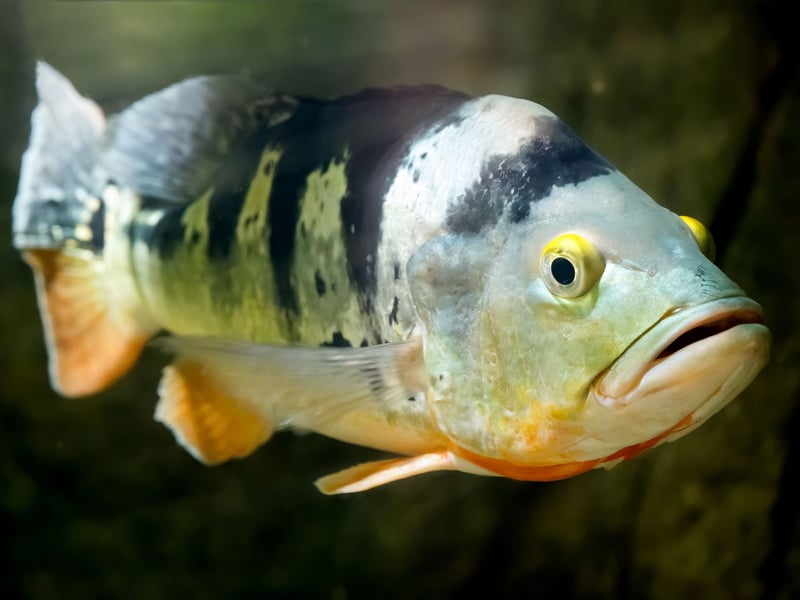 The Peacock Bass is a fish for serious aquariasts only - needing at least a 150 gallon tank. A predatory species, if they get peckish they'll eat pretty much anything put in front of them, including other Peacock Bass.