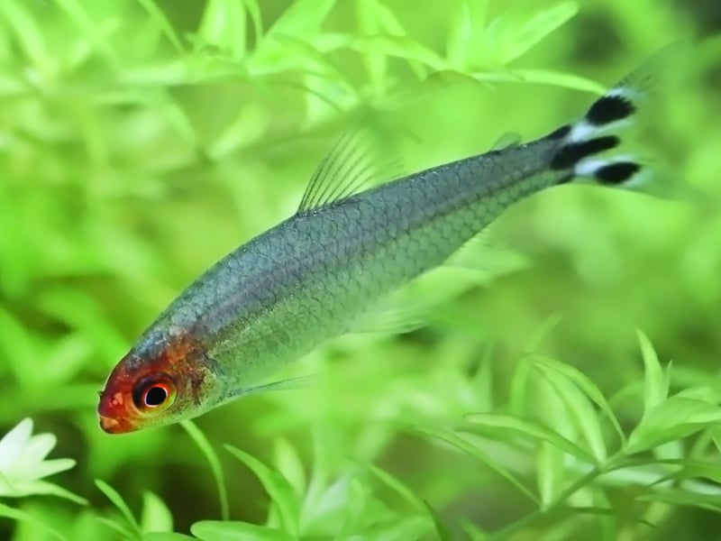 Pretty much all tetras get on well in a community tank and are likely to get on with pretty much anybody - other than the bucktooth tetra which is a bit of a scale-nibbling bully. Add a school of Rummy Nose Tetras though and you'll not have any complaints from the rest of your fishy community. 