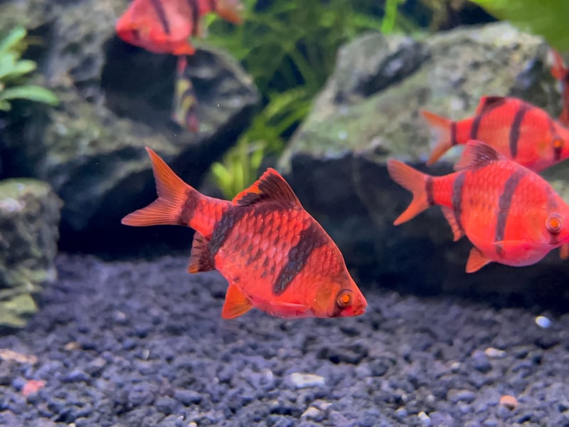 Individually small and relatively harmless, Tiger Barbs become highly aggressive in groups. They relentlessly nip fins of slower fish, causing injuries and stress. Their pack aggression makes them notorious bullies and feared by other fish. 