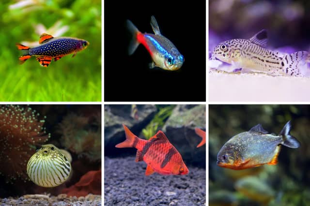 Six of the most and least aggressive breeds of tropical fish.