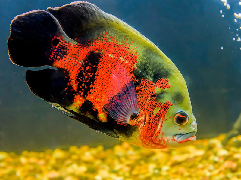 Another species of aggressive cichlid, the Oscar Fish is a natural born bully that will happily eat small fish by the shoalful. If you are going to keep other fish with them they need to be of a similar size and of an equally aggressive nature. 