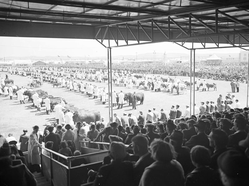 Prize cattle parade in arena during the Royal Highland Show in Dundee in 1963.