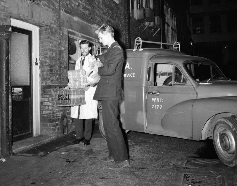 RSPCA official Nigel Bligh holding a rescued kitten at an RSPCA night emergency service, in January 1964
