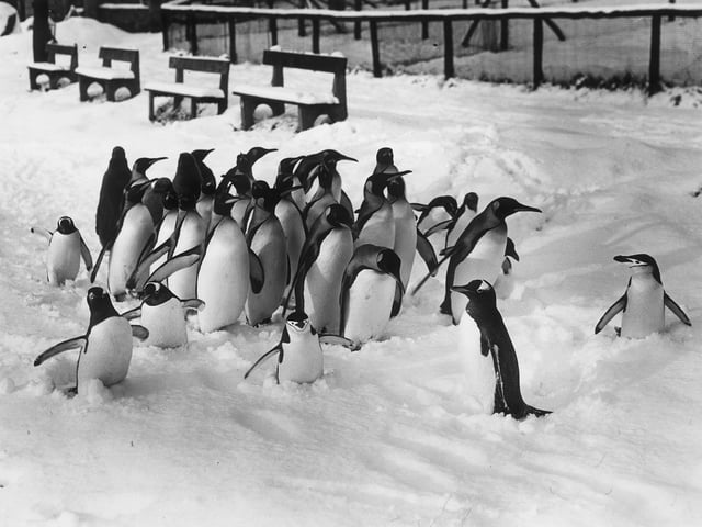 Penguins enjoying the snow at Edinburgh Zoo in the winter of 1950.