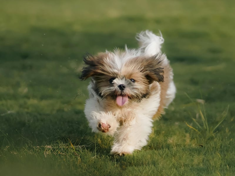 The Shih Tzu is another flat-faced breed that commonly suffers from brachycephalic airway syndrome, eye issues, and dental disease. They are also prone to kidney problems and back pain. 
