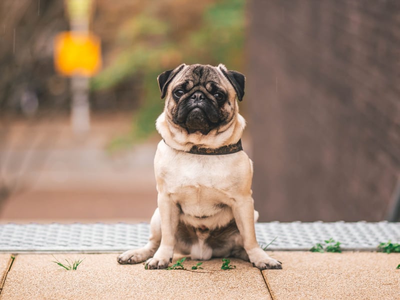 Pugs are brachycephalic dogs (flat-faced) meaning they are liable to develop health issues that others are not - particularly breathing problems. These bundles of fur can also have problems with dermatitis and eye infections.
