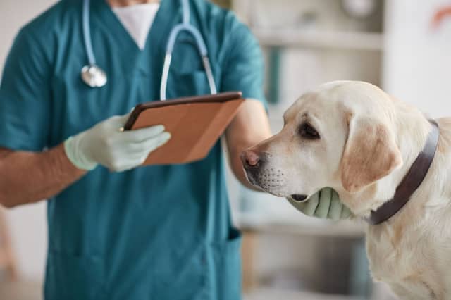 Some dogs are more likely to need a visit to the vet than others.