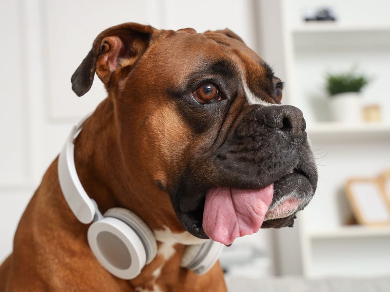 The Boxer's cute shirt snout may look cute but, combined with its excitable nature, it means this dog is particularly susceptible to heatstroke. They are also known to have a high cancer risk, with a predisposition to lymphoma and brain tumors. Cardiomyopathy, hip dysplasia, and allergies can also be issues to look out for. 