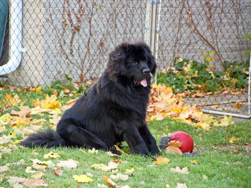 The Newfoundland's huge size is responsible for its most common health problem - a condition called Subvalvular Aortic Stenosis which decreases the blood flow to the heart causing cardiac arrest. They are another breed prone to hip and elbow dysplasia.