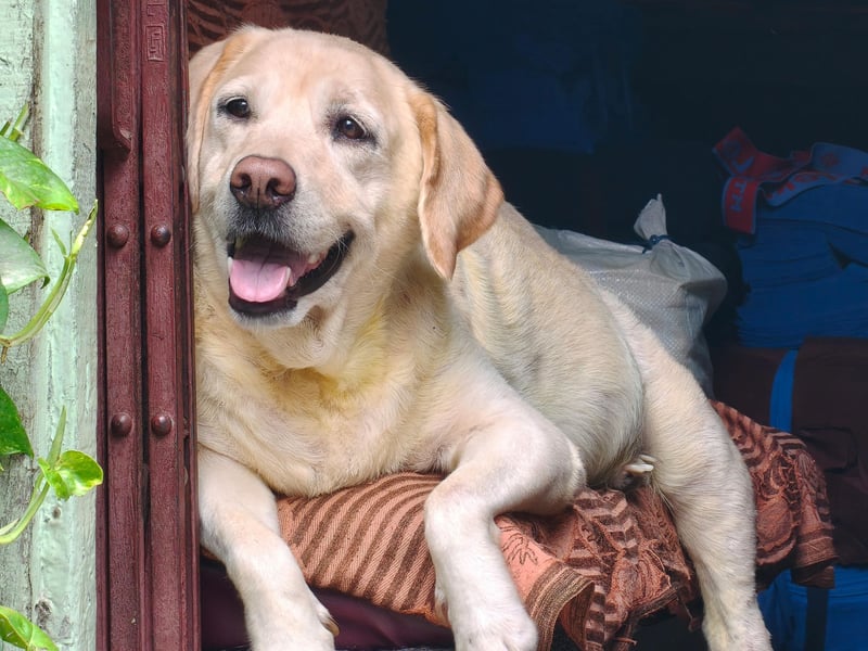 The UK's favourite breed of dog comes with its own list of health issues to look out for. Sadly they develop cancer more often than other breeds, can suffer from elbow and shoulder dysplasia, as well as muscular dystrophy which attacks the muscles. Be careful of the amount your pet exercises too - Labs are prone to exercise-induced collapse if they get too excited.