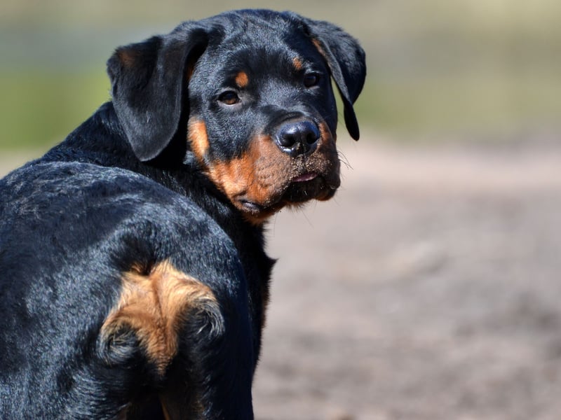 Rottweilers are another breed predisposed to developing hip and elbow dysplasia so it's a good idea to keep an eye on how they are walking. This breed can also develop a degenerative bone disorder called osteochondrosis, arthritis, epilepsy and bone cancer.