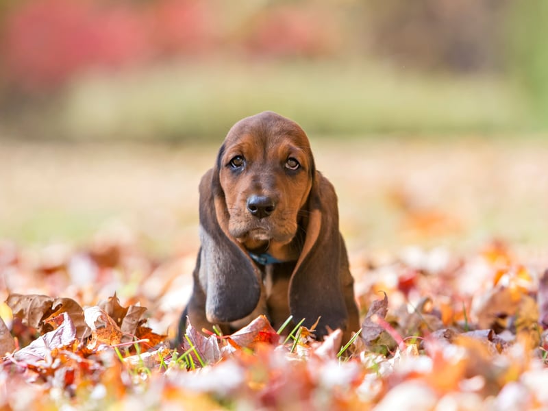 Basset Hounds are utterly adorable but are prone to a range of joint issues, digestive issues including bloating and the serious blood clotting condition Von Willebrand. Taking out health insurance on this breed is essential and regular vet visits for checkups recommended.