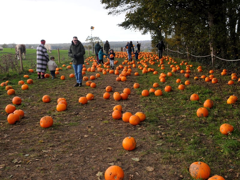 Pumpkins galore.