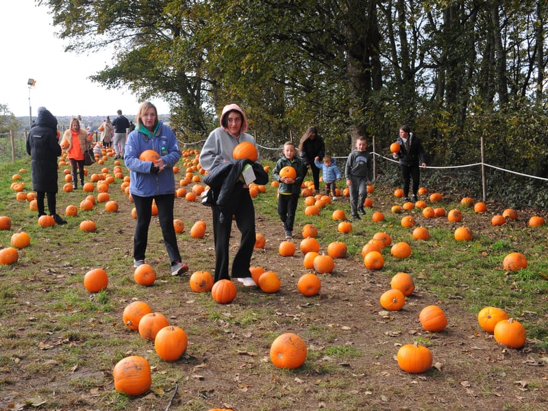 Pumpkins galore.