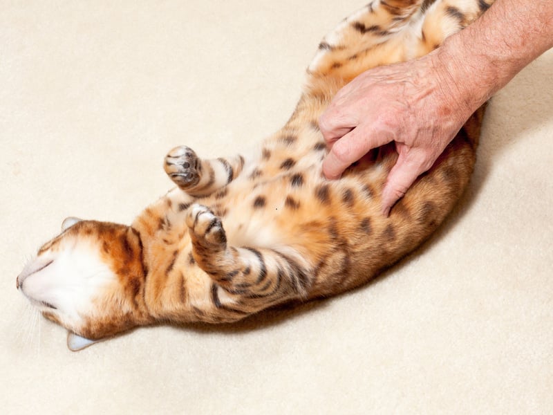 Cats are both predators and prey, so when a cat rolls onto their back to expose their belly, they’re putting themselves in a vulnerable position. This gesture is a sign of trust—they’re letting you know they feel safe and comfortable with you. This is a very common sign as Tesco Insurance’s research found that more than two-fifths (42%) of cat owners say their furry friend shows them their belly. However, while it may be tempting, most cats don't enjoy having their belly rubbed, and they often misinterpret it as threatening. Unless you’re sure your cat is one of the rare ones that enjoys it, avoid stroking their belly, as it could be seen as a betrayal of trust.