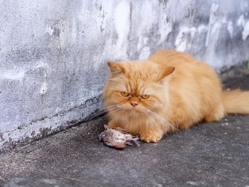 Cats are instinctively hunters; even those that live indoors will hunt their toys to satisfy these natural urges. As solitary survivalists, cats typically don’t share their catch with others (except for nursing queens). So, when your cat offers you their prey, it’s a clear sign of affection, as a quarter (24%) of cat owners have found out. They’re not only showing love but also, in a way, implying that they think you might be a bit helpless and need their help. 